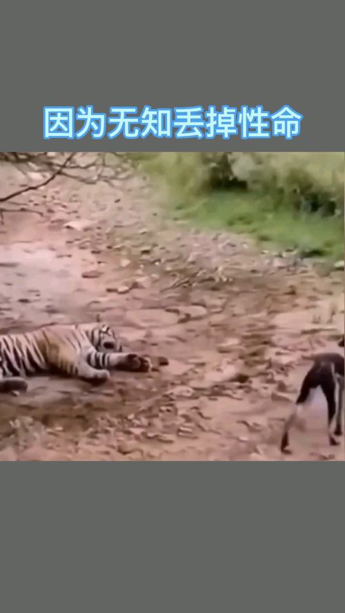 无知者无畏什么意思