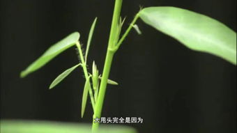 跳舞草的资料和图片，跳舞草种子图片