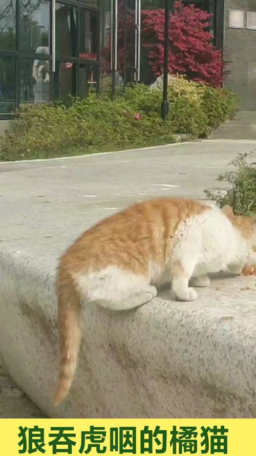 狼吞虎咽的意思是什么
