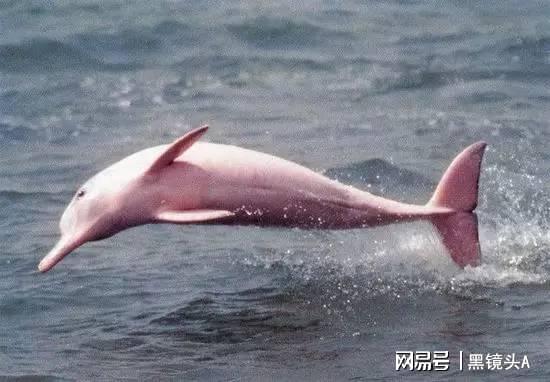 粉红兔冒险乐园