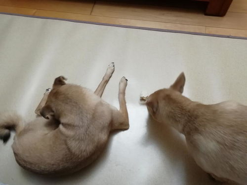 耷的拼音，耷怎么读 拼音