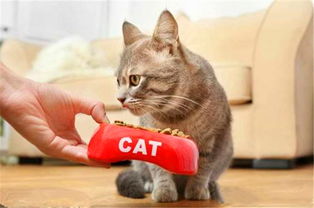 猫和血和狗是什么菜