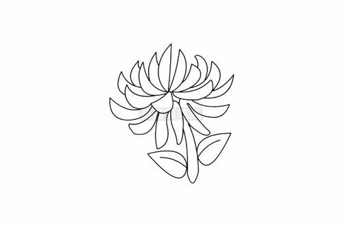 菊花的简笔画法，菊花的简笔画图片