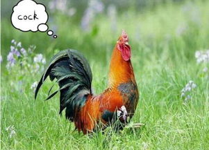 公鸡英语rooster和cock区别，公鸡英语复数
