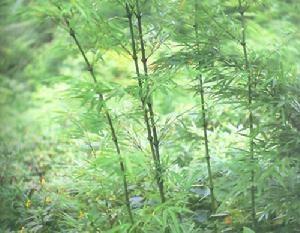 筇竹读音，筇竹的养殖方法和注意