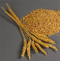 wheat怎么读