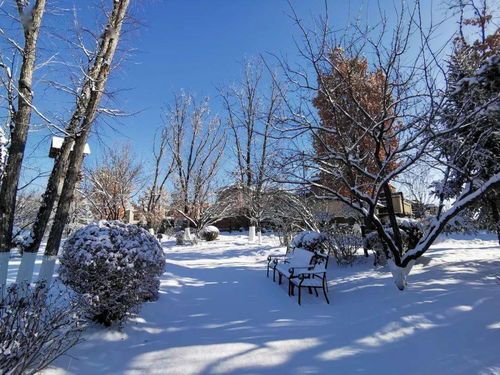 下雪的早晨艾青原文，下雪的早晨诗歌鉴赏