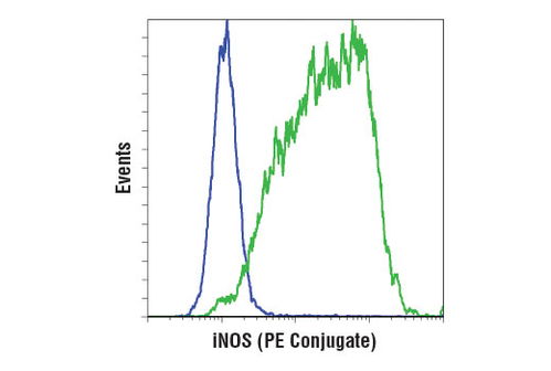 eNOS与iNOS区别