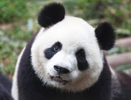 pandas是什么意思，skullpanda是什么意思