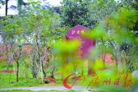 遍地开花电视剧在线观看，遍地开花的优美句子