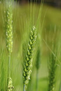 wheat翻译，wheat可数吗