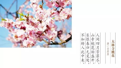 不知转入此中来的上一句是什，不知转入此中来有什么深意