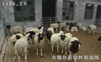 羊停止了呼吸(打一成语)