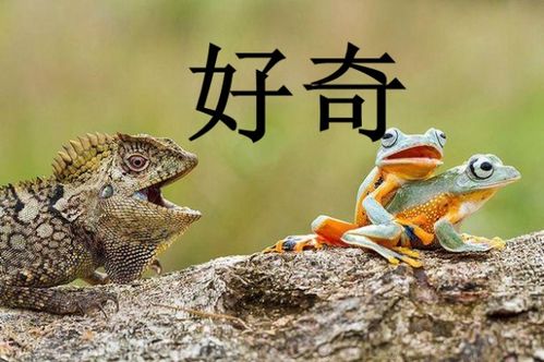 惊讶不已的意思是，万分惊讶的意思
