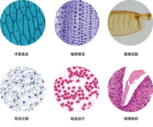 biological和biotic区别?