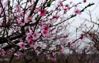 桃花一簇开无主全诗