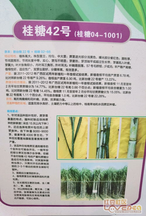 蔗组词语有哪些