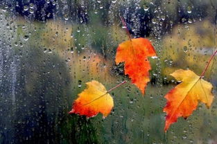 雨打风吹花落去的诗句，雨打风吹去什么意思