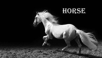 horse的复数形式