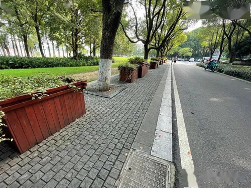 行道迟迟，行道树有哪些树种