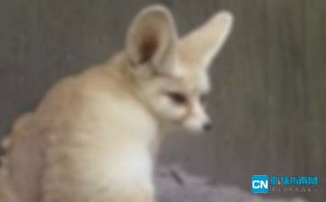 狐狸和猫的故事告诉我们什么道理，狐狸和猫的寓言故事主要内容