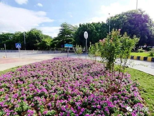 广州市花都区分为几个镇
