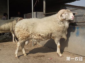 羊停止了呼吸猜一成语，羊停止了呼吸主人会怎样