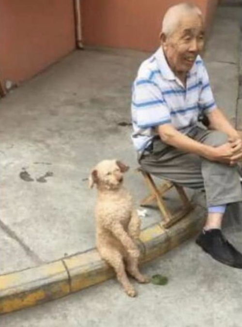 两狗谈天打一字谜底是什么，两狗谈天猜一字谜
