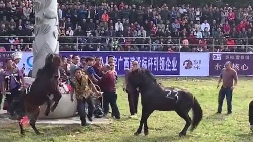 一个赛一个马是什么字，一个赛一个马念什么呀
