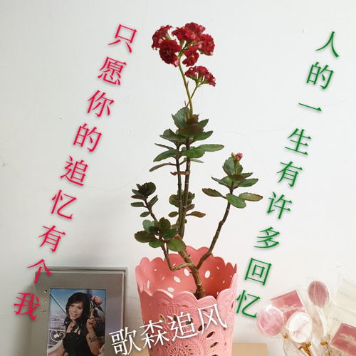萍聚是什么意思啊?