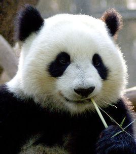 panda是什么意思中文