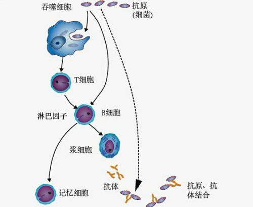 体液免疫，体液传播包括什么