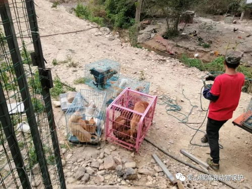 粮食飞蛾，粮食飞鲨