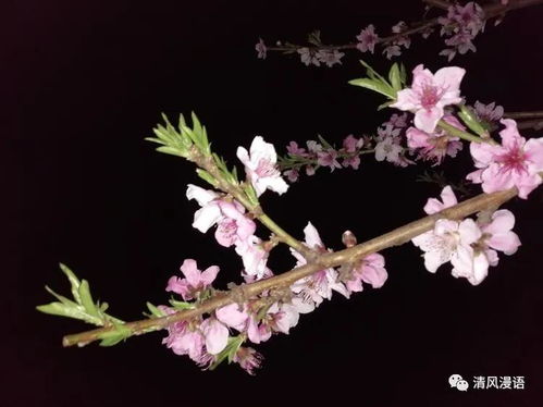 桃字组词有哪些词语