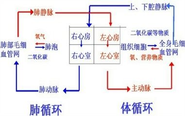 体循环和肺循环的途径图，体循环和肺循环记忆口诀