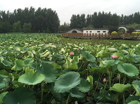 瘦西湖荷花池图片，沈阳北陵公园荷花池图片