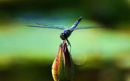 蜻蜓英文为什么是dragonfly，沙漠蜻蜓英文