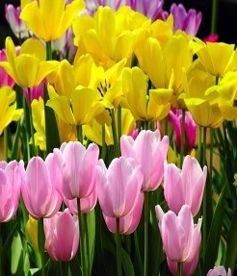 关于描写花香的四字词语