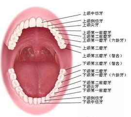 恒牙是什么