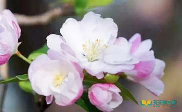 海棠花作文800字，海棠花作文100字