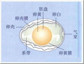 鸡蛋结构是什么呢?