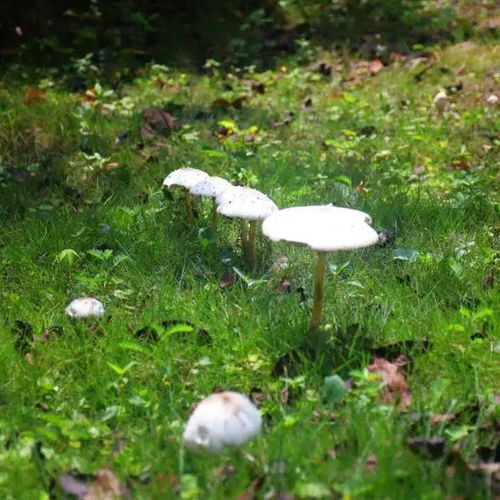 一场大雨的拼音场的拼音，一场大雨拼音怎么写的拼