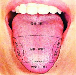 妄口巴舌是什么生肖动物，结巴怎么快速治好