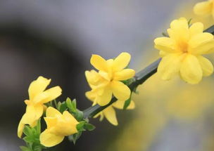 迎春花古诗词十九首，迎春花古诗白居易