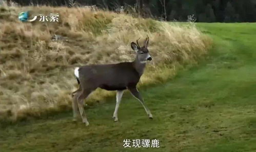 为什么要保护野生动物英语，为什么要保护野生动物英语作文初二