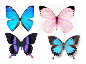 butterflies in the stomach，butterflies in one