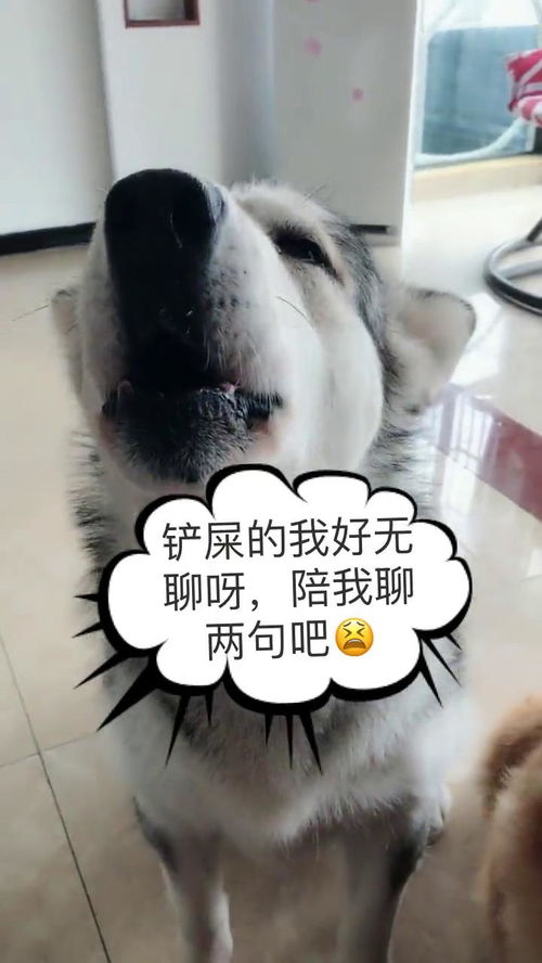 说多了都是眼泪歌曲，说多了都是眼泪的说说