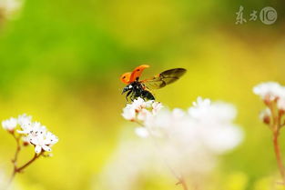 苍蝇是益虫还是害虫