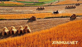 烘干塔烘玉米低温烘还是高温烘糊焦少