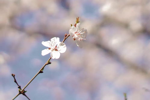 什么的春光填合适的词二年级，什么的春光填空词语二年级下册